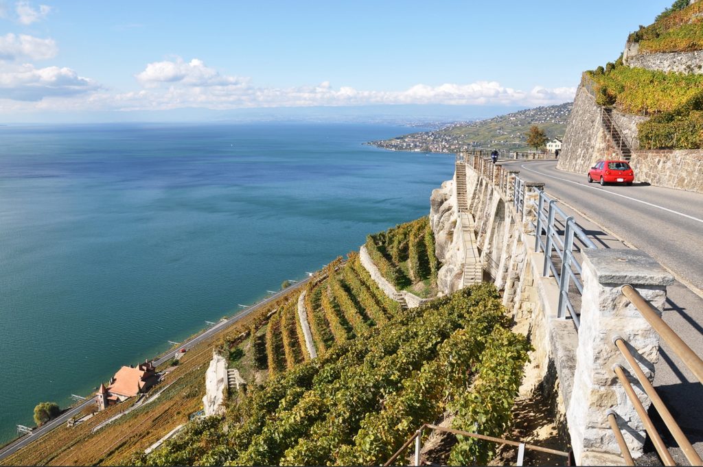 Bords du lac leman avec vigne